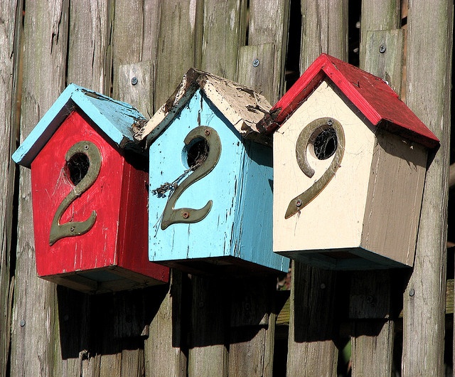 bird house number