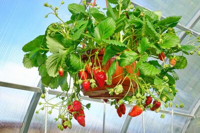 How-to-Plant-and-Grow-Strawberries-in-Hanging-Baskets-2