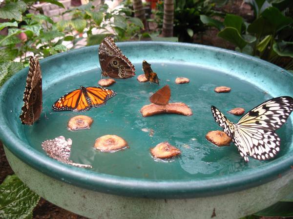 butterfly feeder