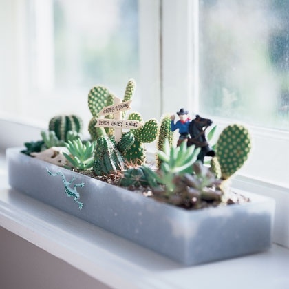 windowsill cacti garden desert