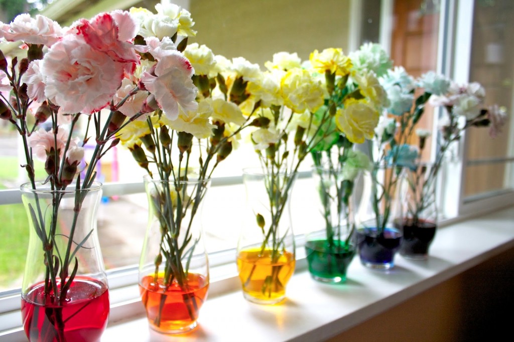 colorful carnations for party