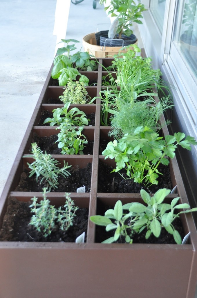 diy herb garden