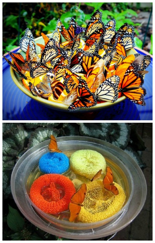 butterfly-feeder-food