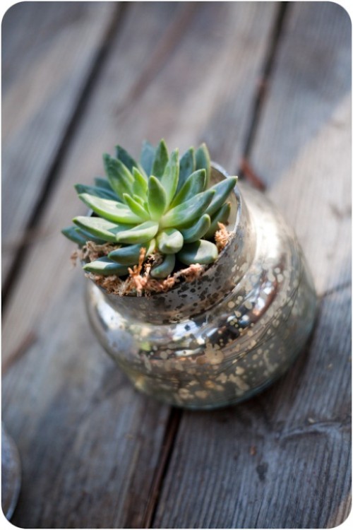 Succulent-planter-using-mirror-paint