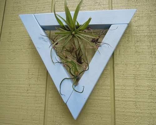 air plant frame