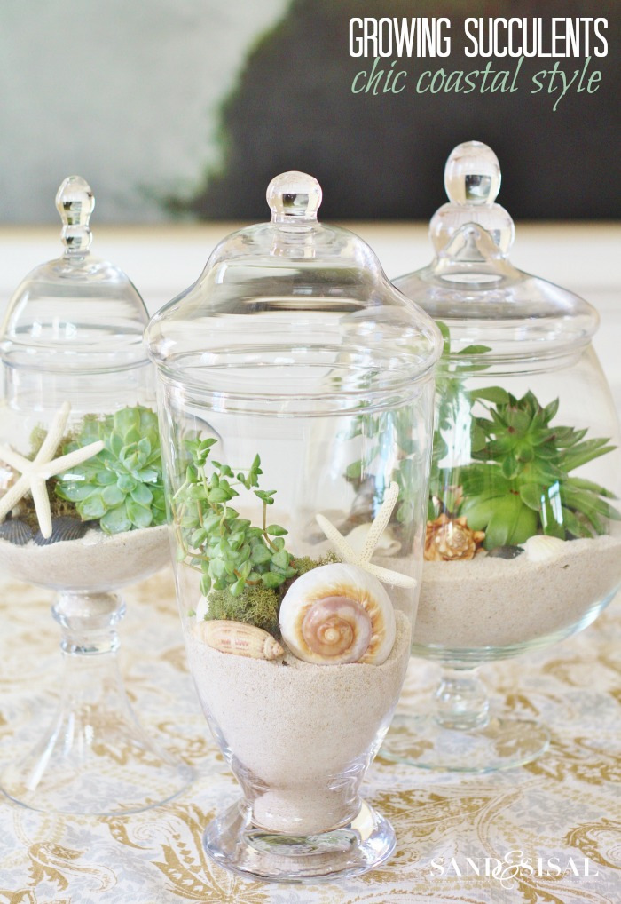 Chic Coastal Style Succulents