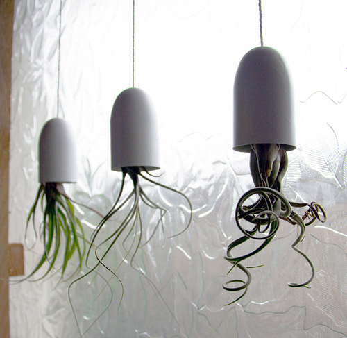 Hanging Air Plant Container