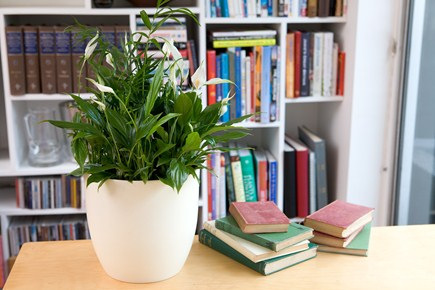 Table Top Foliage