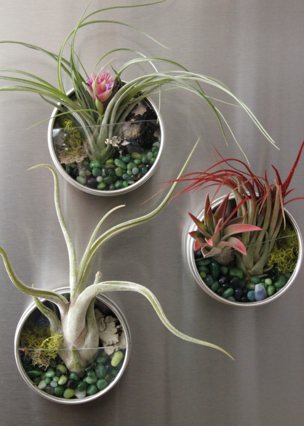 air-plant-fridge-magnet