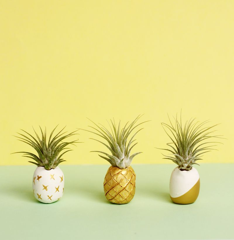 pineapple-airplant-holders