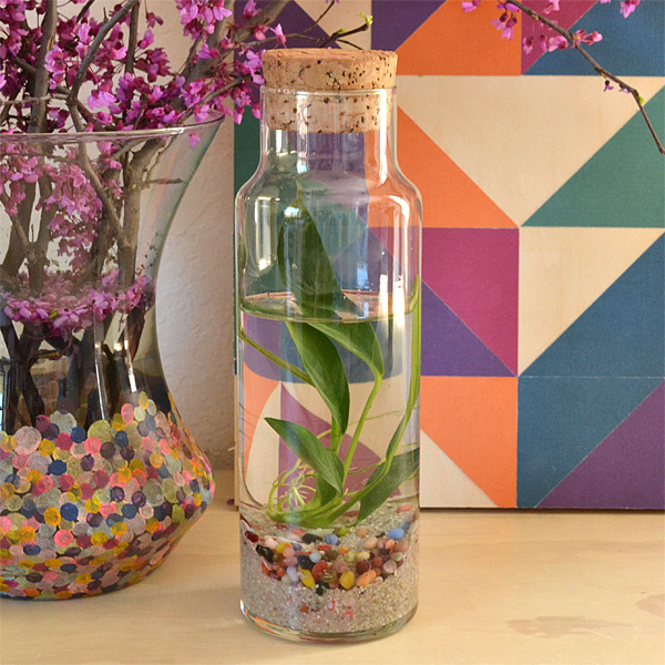 water-plant-terrarium