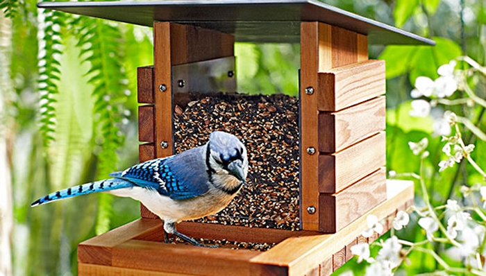 bird-watch-feeder