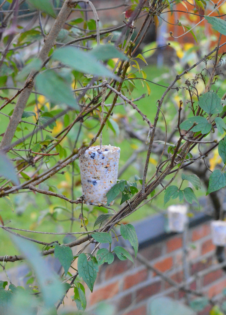 bird-feeders-in-trees