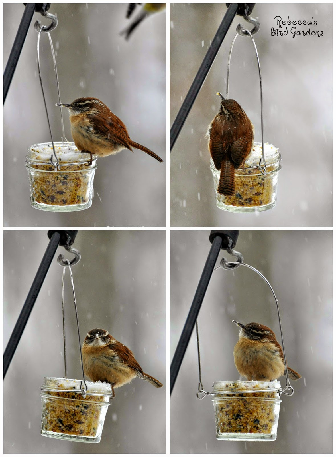 jelly-jar-bird-feeder