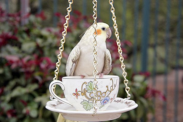Teacup Bird Feeder