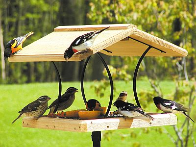 tray changer bird feeder