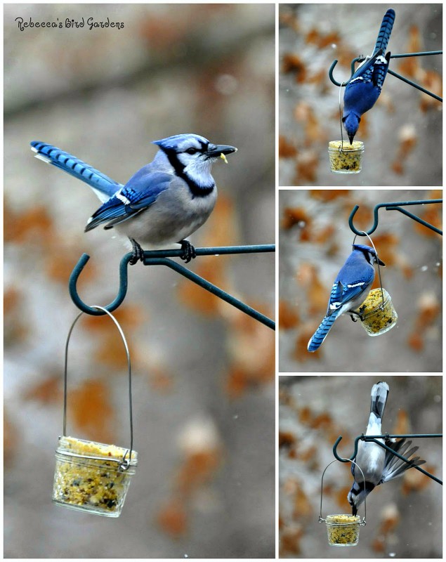 blue-jays-bird-feeder-from-jam-bottle-diy-bird-feeders-best-ideas