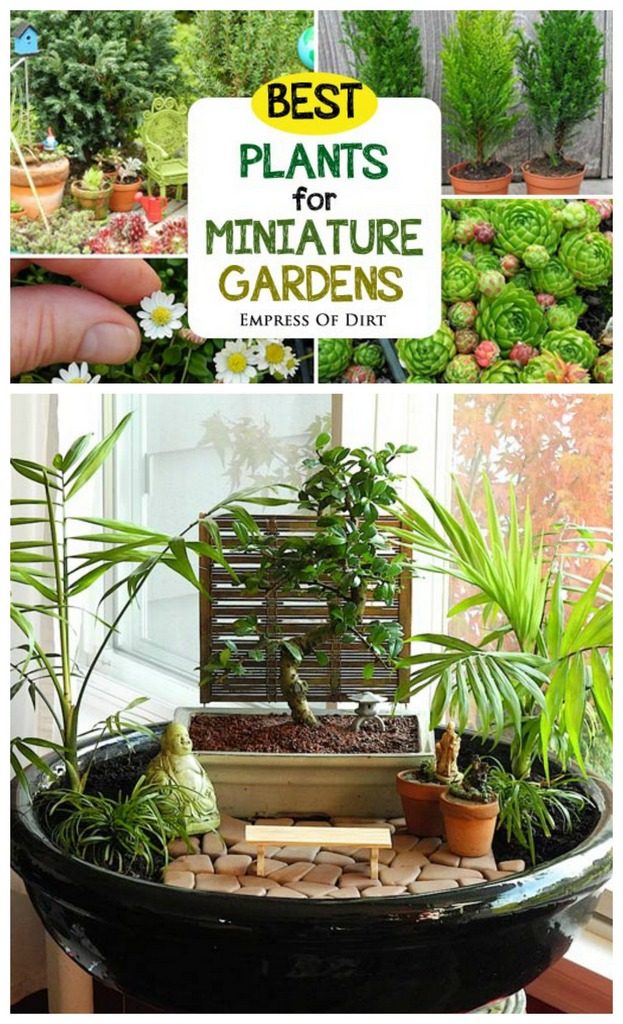 Best-plants-for-miniature-gardens