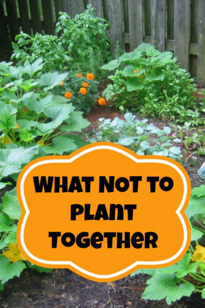 companion planting what not to plant together