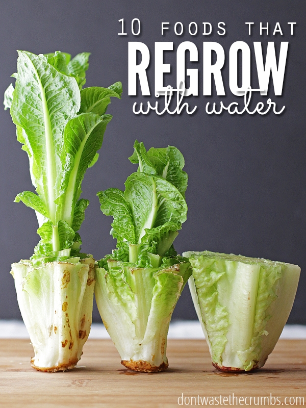 foods that regrow in water