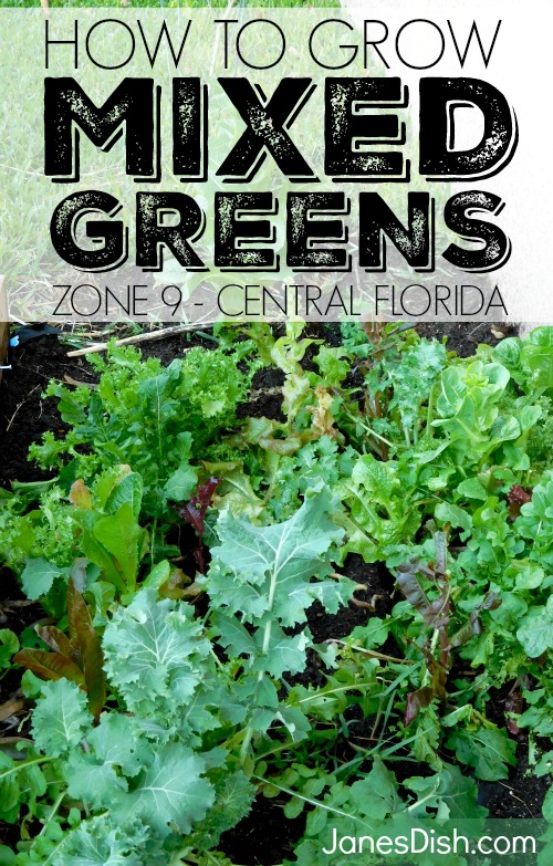 how to grow mixed greens