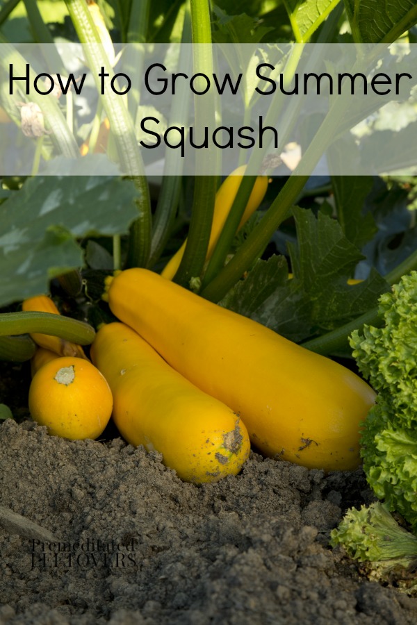 how to grow a summer squash