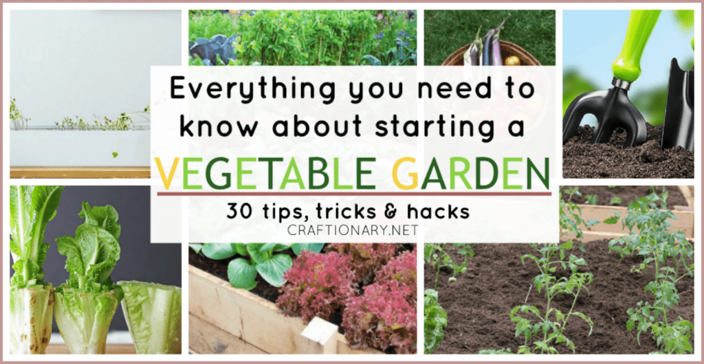 Vegetable gardening for starters