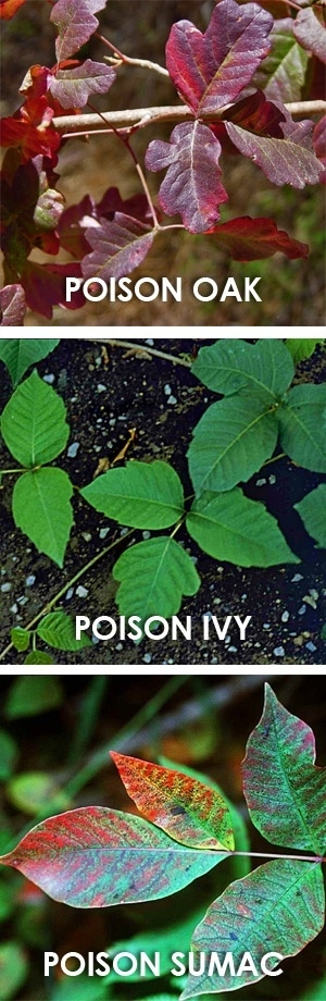 poison oak plant camping hack