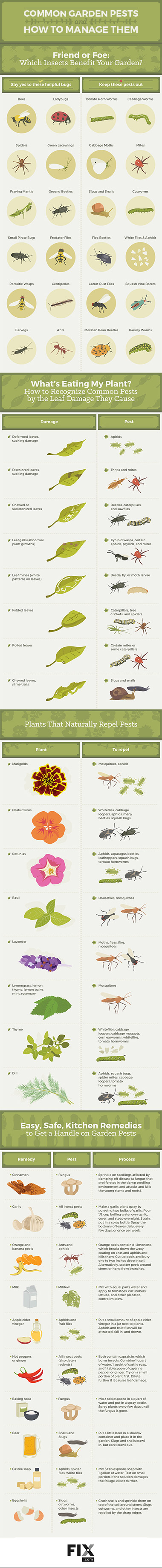 common garden pests and how to manage them