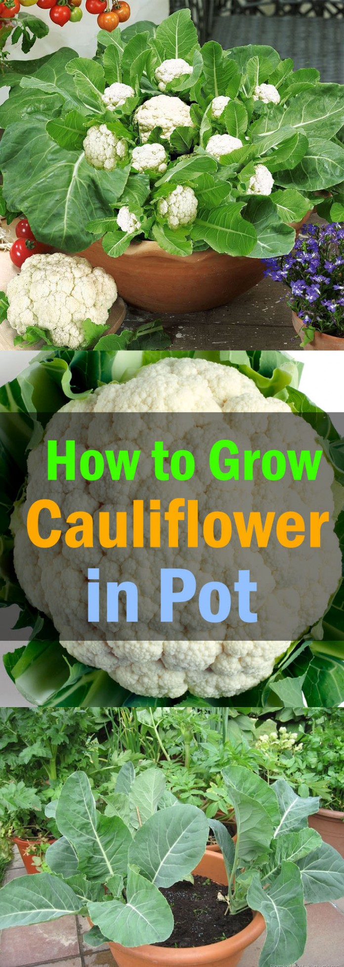 growing cauliflowers in container