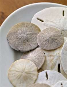 how to preserve sand dollars
