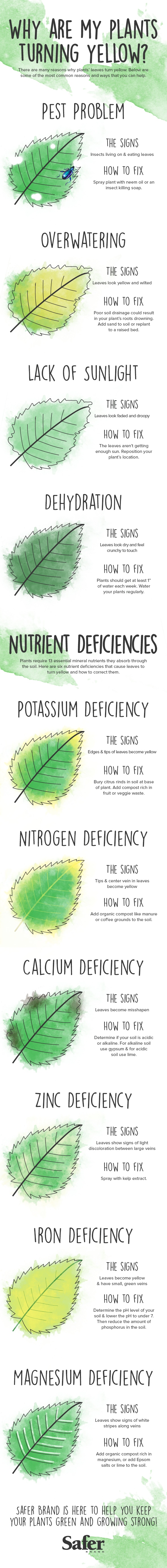 plants turning yellow