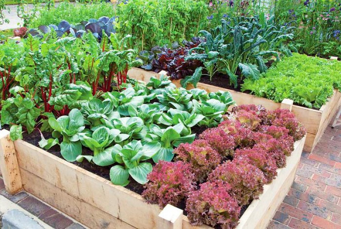 Productive vegetable garden