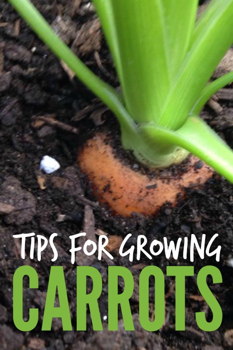 tips for growing carrots