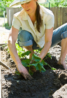 Vegetable garden tips