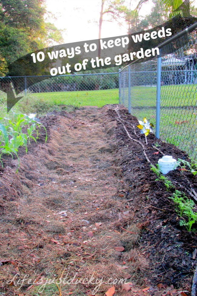 ways to keep weeds out of the garden
