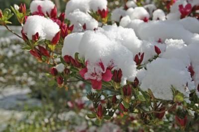 azaleas-shrub-in-cold-season