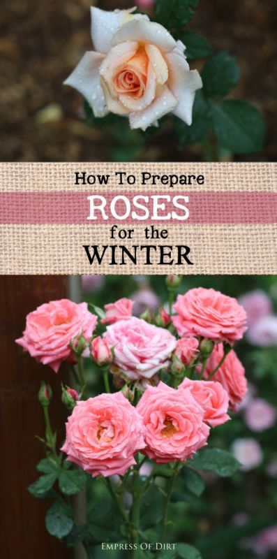 How-to-prepare-roses-for-winter