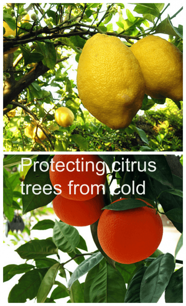 Protecting-citrus-trees-from-cold