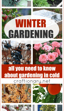 Best winter gardening solutions and protection for plants