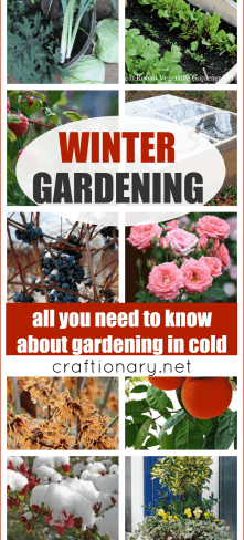 Best winter gardening solutions and protection for plants