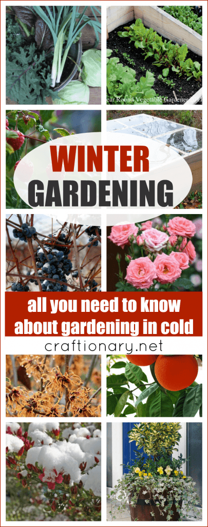 best-Winter-gardening-solutions
