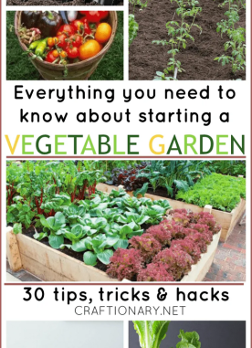 Brilliant vegetable garden tips, tricks and hacks for starters