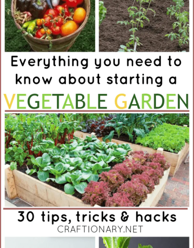 Beginner Vegetable Garden Tips, Tricks and Hacks for Starters