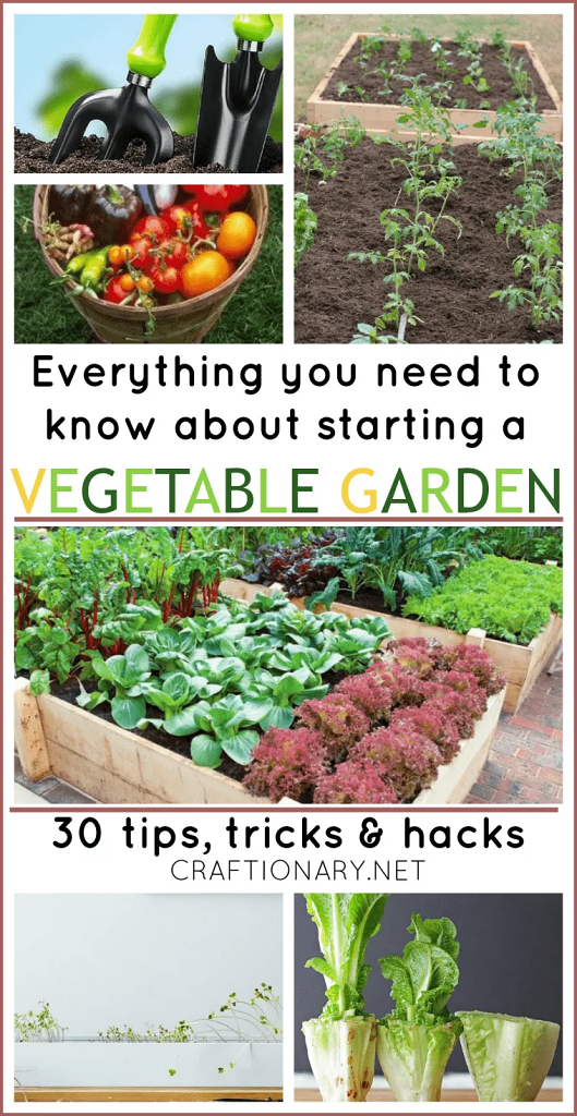 vegetable-garden-tips-and-tricks-beginners