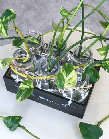 Make plant propagation station that works without test tubes