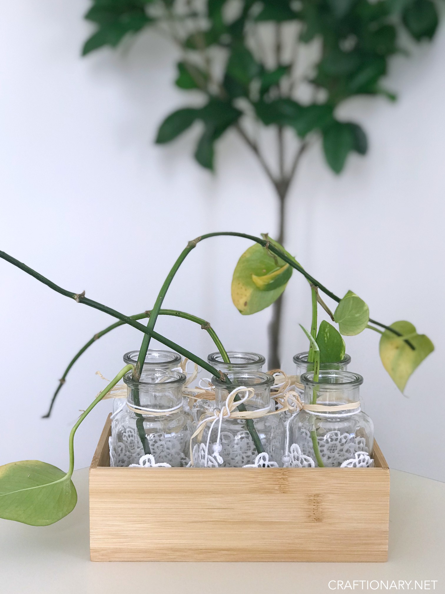 How to Set Up a Houseplant Propagation Station