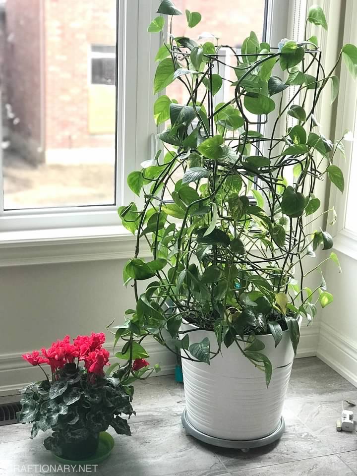 PLANTER-WITH-TIER-POTHOS-MONEY-PLANT-VINE