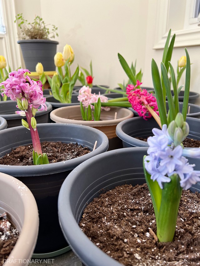 spring bulb flowers indoor garden at home in toronto