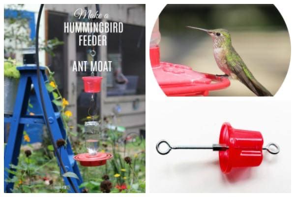 diy hummingbird with moat